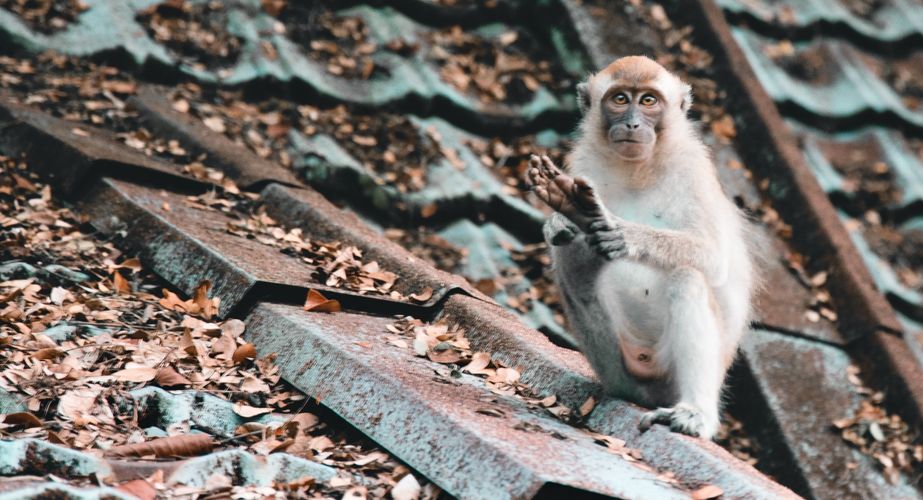 Taman Negara aapjes Taman Negara aapjes